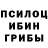 Галлюциногенные грибы Psilocybine cubensis paxrang